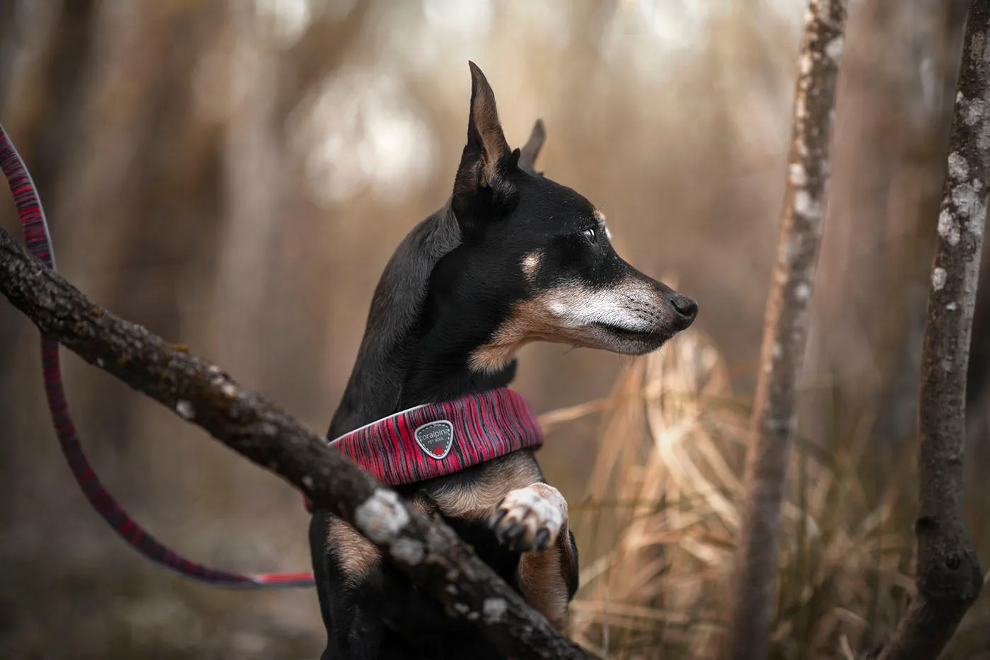 Dog  Harness - The Cinquetorri Powermix Red Melange