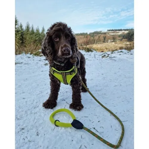 Long Paws Comfort Collection Harness Extra Small Green